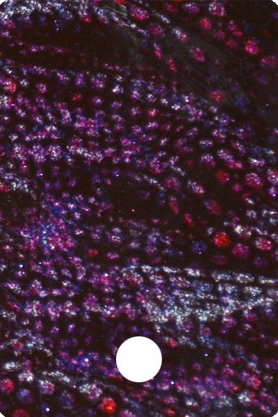 YCF28-01 front image